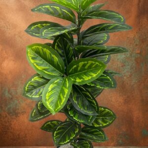 7248 (Luxury Green Variegated Indoor Plant)