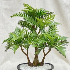 7372 (Cycad Bonsai (Sago Palm Style Mini Tree)
