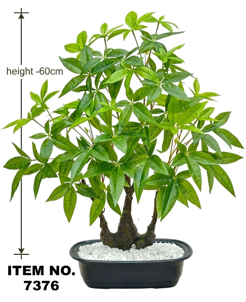 7376 (Money Tree Bonsai Plant (Pachira Aquatica Style) - Image 2