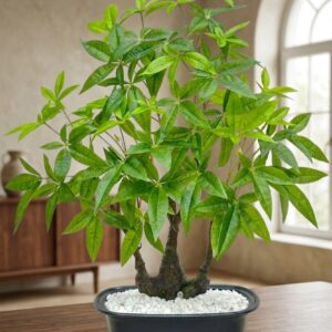 7376 (Money Tree Bonsai Plant (Pachira Aquatica Style)