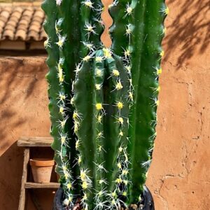 YS1977 ( Artificial Tall Desert Cactus Plant in Decorative Ribbed Pot ) ( PcsCtn.24 )