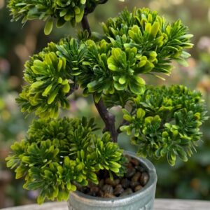 YS1983 ( Bonsai-Style Potted Topiary (likely an artificial decorative bonsai ) ( pcsCtn.