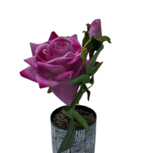 AR2005 ( Premium Artificial Purple Rose with Decorative Black & White Pot )