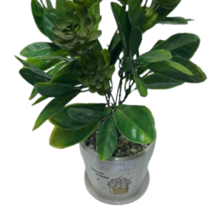 B5096 ( Green Succulent Arrangement in Decorative Ceramic Pot )