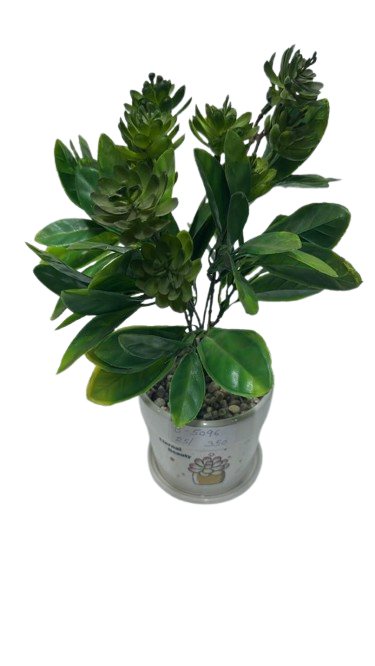 B5096 ( Green Succulent Arrangement in Decorative Ceramic Pot )