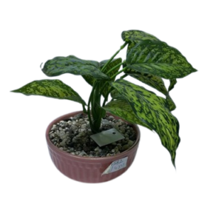 SP1582  ( Artificial Green Marble Foliage Plant in Decorative Pink Pot )
