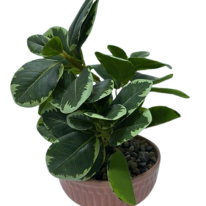 SP3003C ( Artificial Variegated Green Foliage Plant in Rose Gold Decorative Pot )