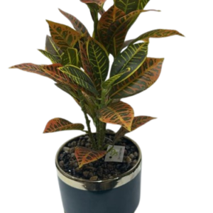 SP3886 ( Artificial Croton Plant with Multicolour Leaves in Premium Black Decorative Pot